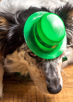 Border collie Australian shepherd dog pet wearing green Irish leprachaun saint patrick day hat costume with green bow while mischievous guilty isolated lying down
