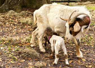 Mother nanny female goat looking at baby kid young newborn goat who is nursing drinking suckling milk outside on a farm or ranch