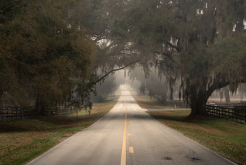Straight empty lonely country road street less traveled in Florida and trees with Spanish moss...