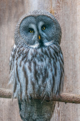 Bartkauz (Strix nebulosa)