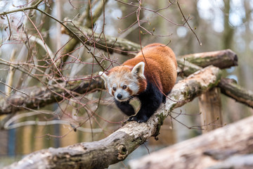 Kleiner Panda (Ailurus fulgens)