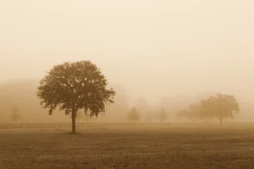 Photo sur Plexiglas Campagne Lonely solitary tree in an open grassy field meadow pasture in the fog looking empty dismal depressing desolate bleak stark grim dramatic moody drab dim dull with sepia retro vintage filter