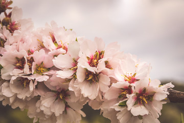 Zweig eines Mandelbaums mit Bl&uuml;ten in Nahaufnahme - Vintage Sti