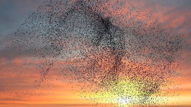 Flock of birds swarming against a sunset sky with clouds 