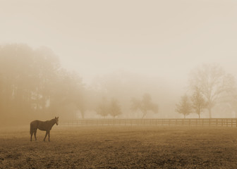 Lonely solitary horse equine in an open grassy field meadow pasture in the fog looking empty dismal depressing desolate bleak stark grim dramatic moody drab dim dull - 103216130