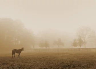 Fototapete Rund Einsames einsames Pferd auf einer offenen Wiese Wiesenweide im Nebel, die leer ausschaut trostlos deprimierend trostlos stark grimmig dramatisch launisch trist trübe dumpf © Lindsay_Helms