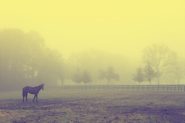 Lonely solitary horse equine in an open grassy field meadow pasture in the fog looking empty dismal depressing desolate bleak stark grim dramatic moody drab dim dull