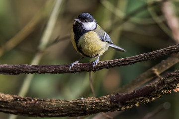Kohlmeise (Parus major)
