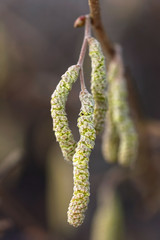 Catkins of hazel, highly allergenic pollen
