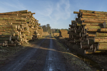 Avverkning av skog i Skåne