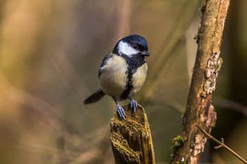 Obraz premium Kohlmeise (Parus major)