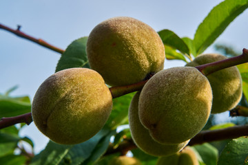 Ripe peach fruit in summer in garden in Poland.