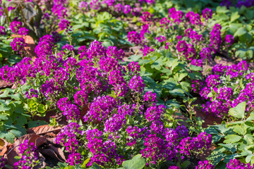 Obraz premium Purple flowers of Lobularia maritima.