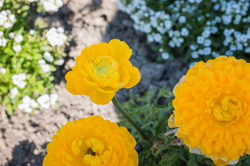 Yellow persian buttercup flowers (ranunculus).