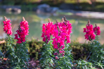 Antirrhinum majus dragon.