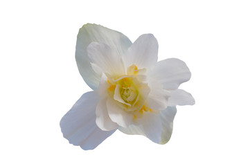 Begonia Tuberhybrida white flower.