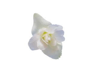 Naklejka na ściany i meble Begonia Tuberhybrida white flower.