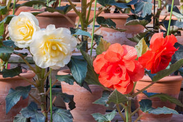 Beautiful Begonia Tuberhybrida flower.