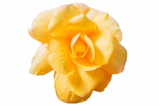 Fototapeta Begonia Tuberhybrida yellow flower.