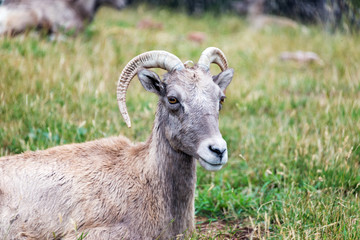 Naklejka na ściany i meble Closeup view of a female Bighorn Sheep, known as an Ewe