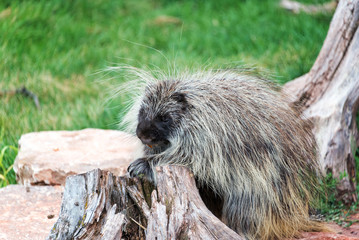 Closeup view of a porcupine