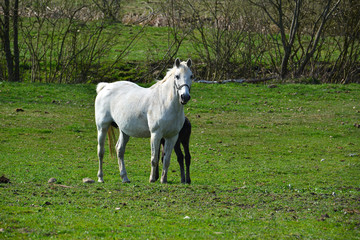 Obraz na płótnie Canvas Horses on a spring meadow