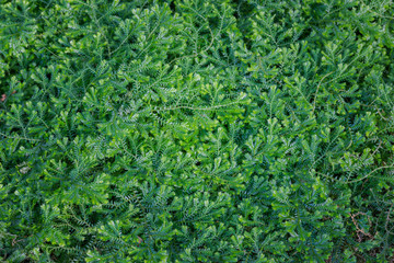 (Dorothy Barton) small ferns.