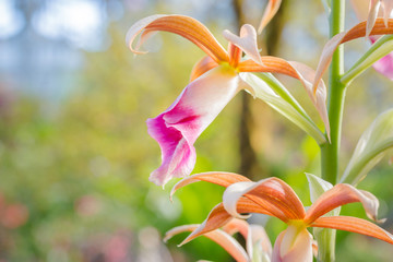 Beautiful purple and white (Phaius tankervilleae)