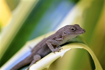 Lizard on a leaf