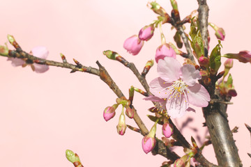 Japanese cherry blossom blooming in the pink mood