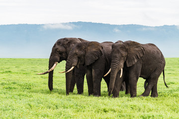 Fototapeta na wymiar three elephants standing in a row on the Ngorongora Crater floor 