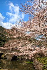 桜の花