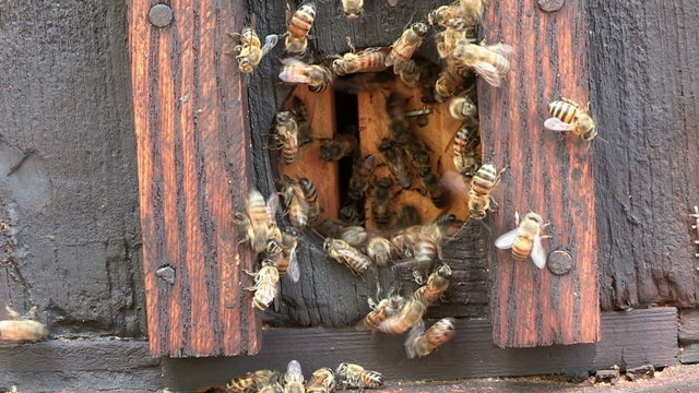 African honey bees entering and exiting enterance to beehive or apiary