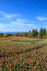 チューリップ畑