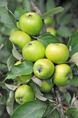 Green apple on the branch