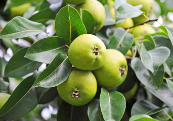 Green pear on the branch