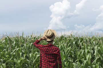 Farmer with hat looking the corn plantation field