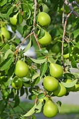 Green pear on the branch