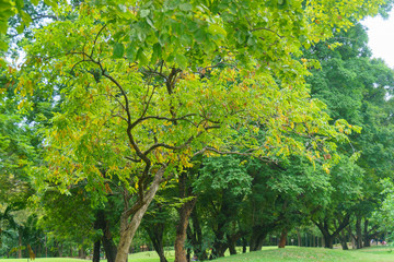 Naklejka premium forest trees. nature green wood sunlight backgrounds.