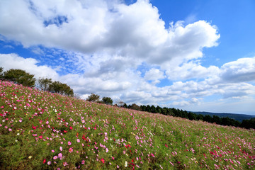 コスモス畑＠長崎県諫早市白木峰