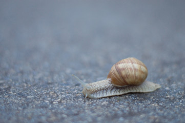 Snail on the asphalt blurred background after rain
