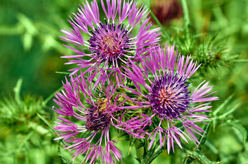 Blooming thistle in the spring in southern France.