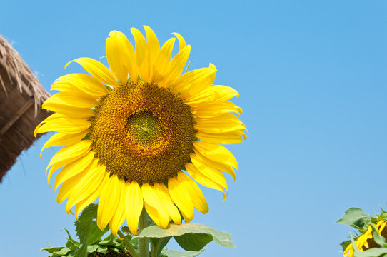 Sun flower in garden.(Soft focus.)