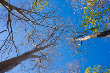 looking up trees with blue sky