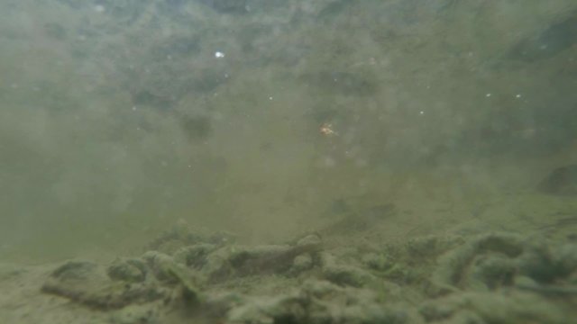 Rare Shooting of Several Tritons Listed in The Red Book, Which Float Through The Mule