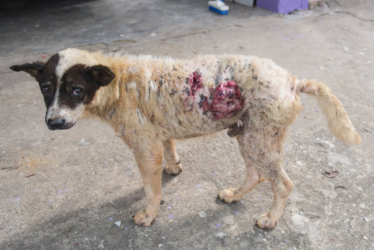Dog with ulcers at stomach (Selective Focus)