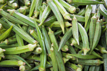 Okra, Lady's Finger