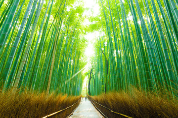 Morning Arashiyama Bamboo Forest People Walking