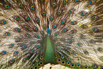 Obraz premium Portrait of beautiful peacock with feathers out