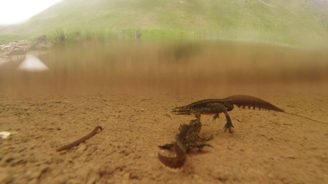 Several Rare Newts Scared Operator Under Water in The Carpathians